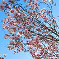A liliomfa (Magnolia) nem túl nagyméretű, bokros növekedésű cserje.