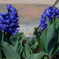 kék jácint, tavasz