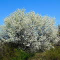 tavasz, virágzó fa