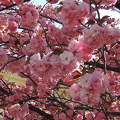 Japán cseresznye