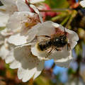 méh, rovar, tavasz, gyümölcsfavirág