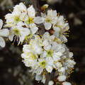 Tavaszi virágzó fa