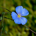 kék lenvirág, tavasz