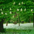 Gesztenyefavirág és medvehagymamező a Nádasdy-kastélyparkban, Nádasdladányban