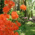Rododendron virágzás a Kámoni Arborétum és Ökoturisztikai Központban ❤ Szombathely