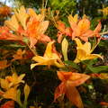 Jeli arborétum, virágzó rododendron