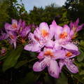 Jeli arborétum, virágzó rododendron