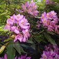 Rododendron virág