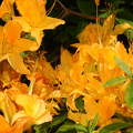 Rododendron virág