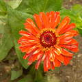 Kerti gerbera