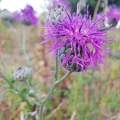 Vastövű imola - Centaurea scabiosa