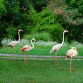 Flamingók a veszprémi Kittenberger Kálmán Növény- és Vadasparkban.