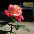 rózsa, kerti vitág