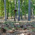 Balatonfüred, Kiserdő, Fenyves park