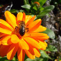 Körömvirág - méhecske -  (2009.nov.Csór ) fotó:Kőszály
