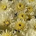 krizantém - Chrysanthemum
