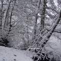 Les Bords du Loiret sous la neige
