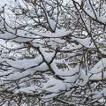 Noisetier sous la neige en hiver