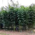 Bambusznád sűrüje