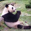Zoo de Beauval - Panda