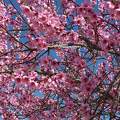 Le Cerisier en fleurs