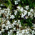 fehér ibolya, vadvirág, tavasz