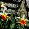 nárcisz, tavaszi virág