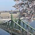 Budapest, tavasz, Szabadság híd, virágzó fa