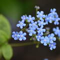 kék nefelejcs, virág