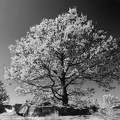 Fekete-fehér, tavaszodó fa, Kővágóőrs