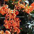 Pyrostegia venusta