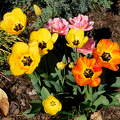 tavasz, tulipán, kerti virág