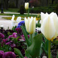 tulipánok, kerti virág