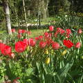 Tulipán,kert,park