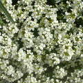 Fehér virág