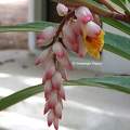 Alpinia zerumbet