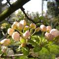Tavasz almafa virág