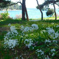 Horvátország, Pula, Adriai tenger, Nápolyi hagyma a virág.