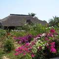 Jardin luxuriant - Sénégal