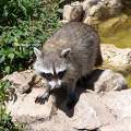 Raton Laveur - Zoo de Beauval - France