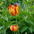 tulipán, kerti virág, tavasz