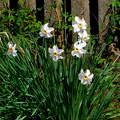 fehér nárcisz, kerti virág, tavasz