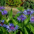 kék búzavirág, tavaszi virág