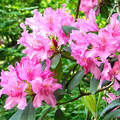 Rododendron a Jeli arborétumban - Kám