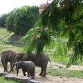 Zoo de Beauval - France - Eléphants