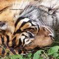 Zoo de Beauval - France - Tigre du Bengale