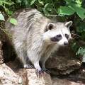 Zoo de Beauval - France - Raton laveur