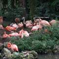 Zoo de La Palmyre - Flamants roses