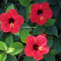 Hibiscus rouge