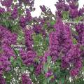 Le Lilas violet